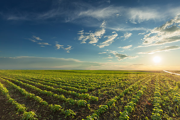 AT A CROSSROADS: AMERICAN FARMERS UNDER STRESS - Conterra Ag Capital