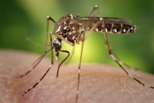 With Zika Virus, Widespread Pesticide Spraying Not the Long-Term Solution, says Entomologist - Cornucopia Institute