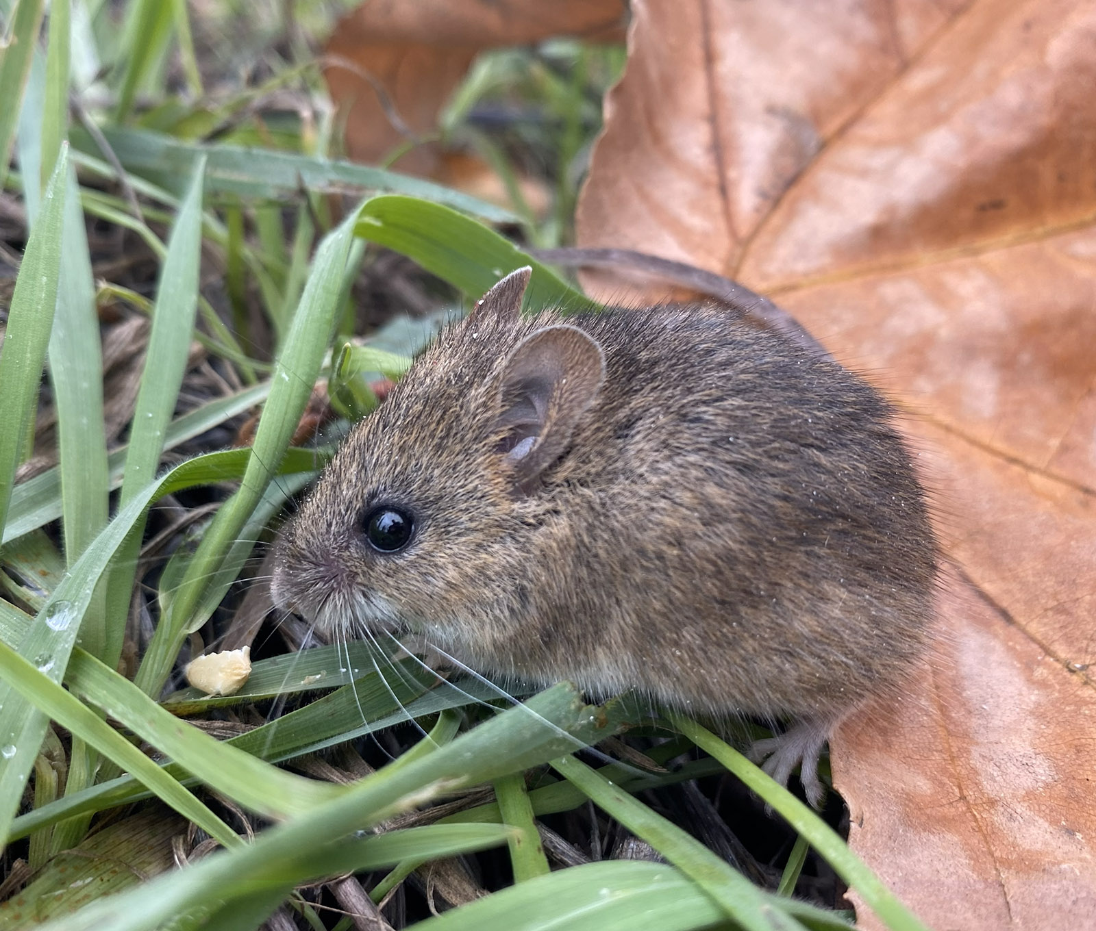 First Hantavirus Detection of 2026 | News | San Diego County News Center