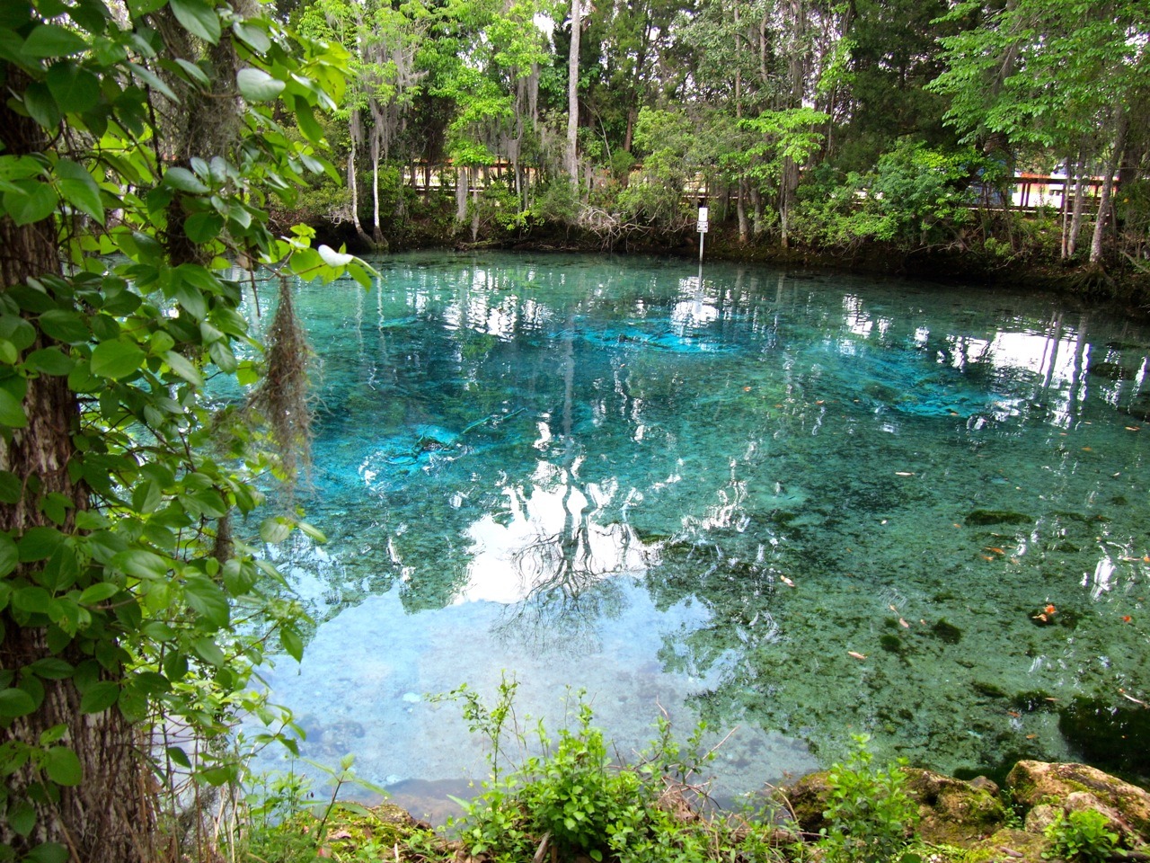 5 Cool Things to Do in Crystal River, Florida (Manatees & More!)