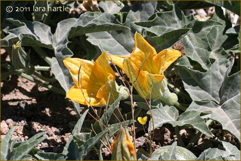 Coyote Melon, Coyote Gourd, Cucurbita palmata - DesertUSA