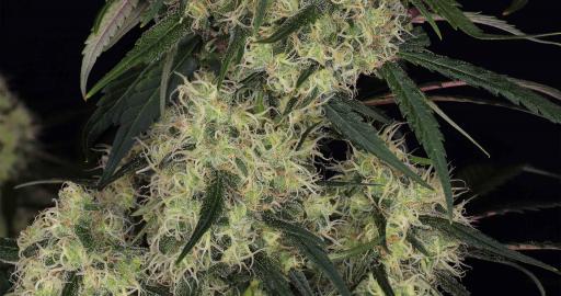 Cannabis and Marijuana Blog