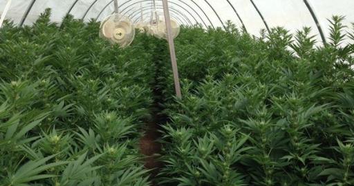 Vegan Organic Farming: 100% Plant-based Nutrients for Your Cannabis Plants