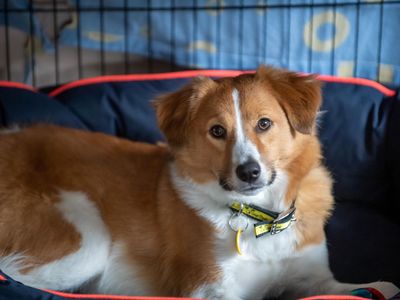 Creating a safe space for your dog | Dogs Trust