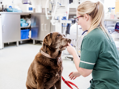 Dog's Trust cover