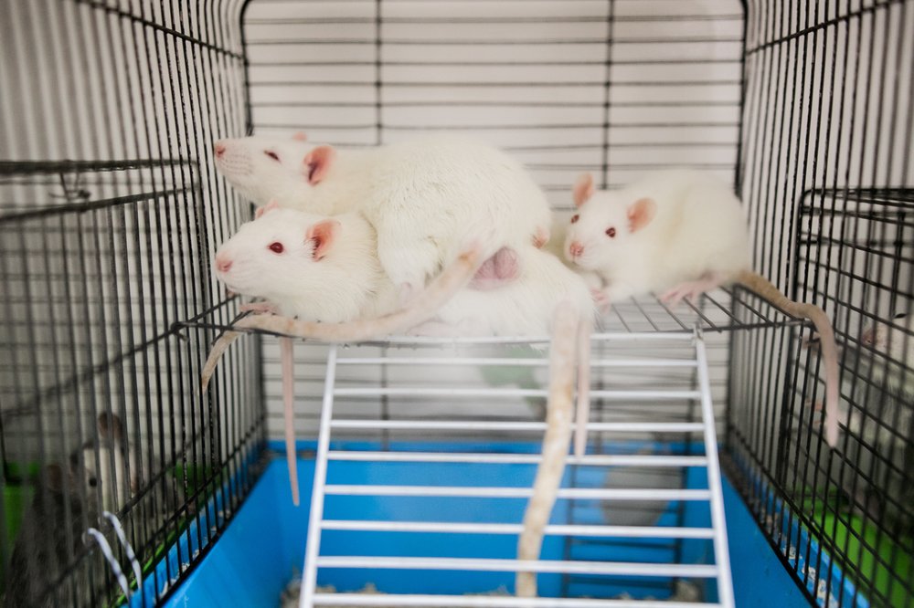 NIH announces end to funding for animal-only studies - Drug Discovery and Development