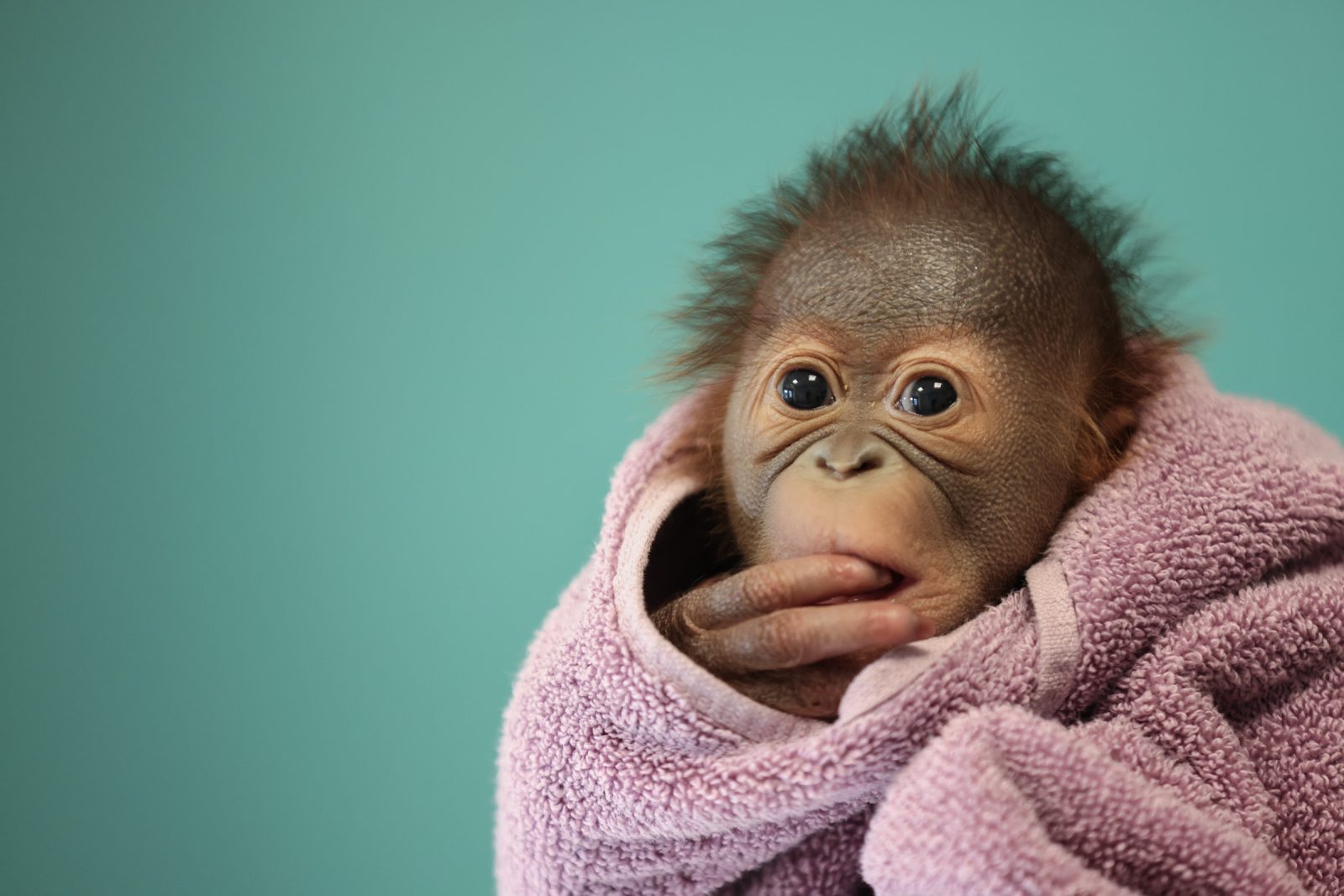 Bornean orangutan born at Dublin Zoo - Dublin Zoo