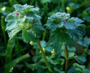 Henbit: Top of the pecking order - Eat The Weeds and other things, too