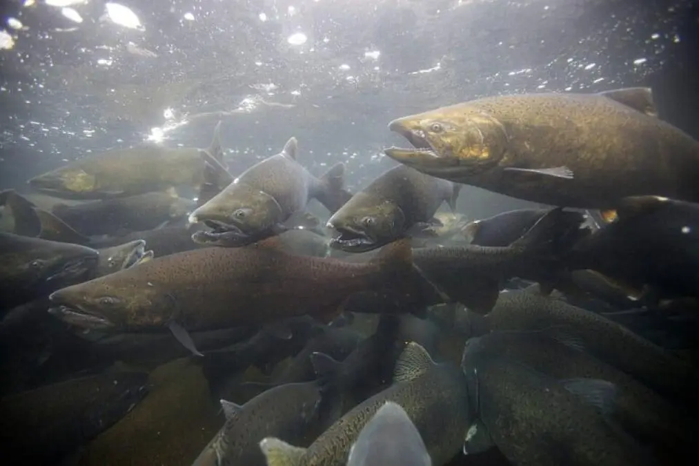 Dejaron el mar sin oxígeno y lo taparon con arena, pero la justicia los absolvió: El caso de la salmonera Nova Austral - Ecosistemas