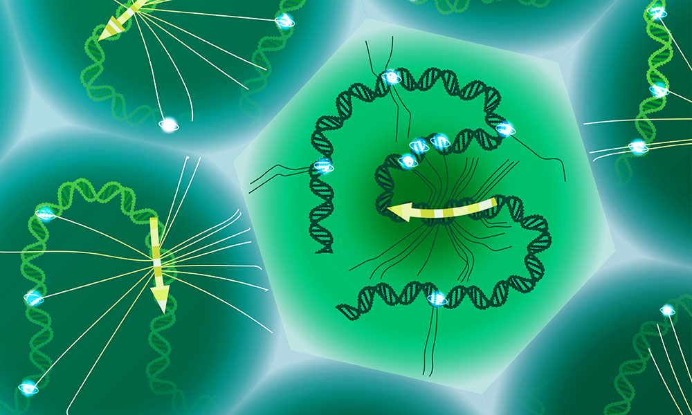 New tool offers single-cell study of specific genetic variants | EMBL