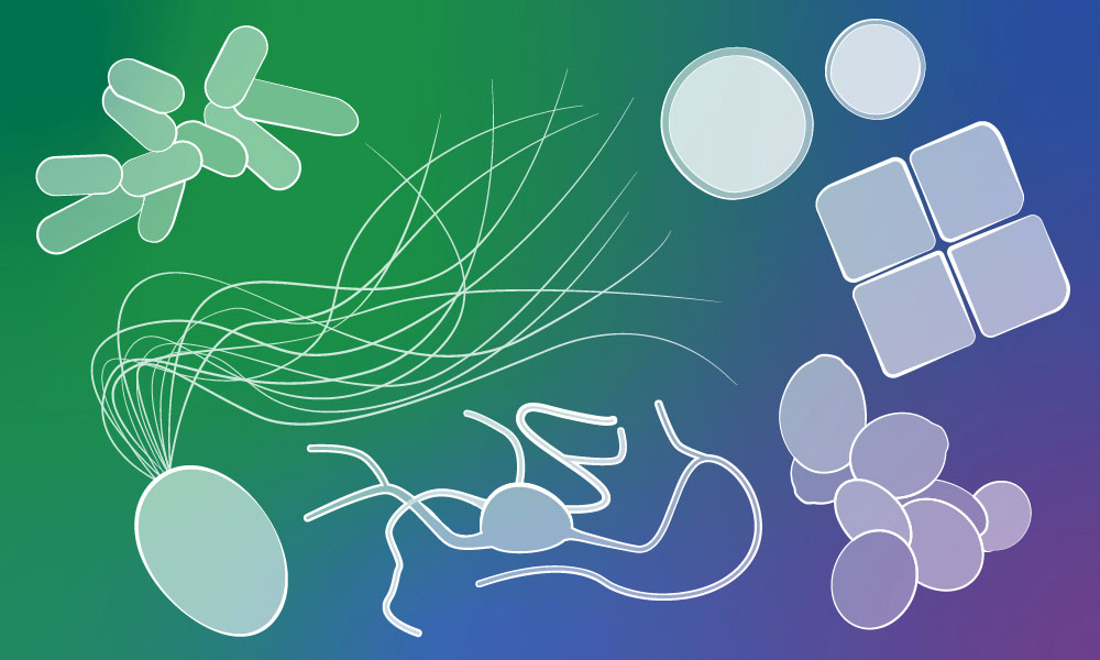 Archaea, the ultimate survivor | EMBL