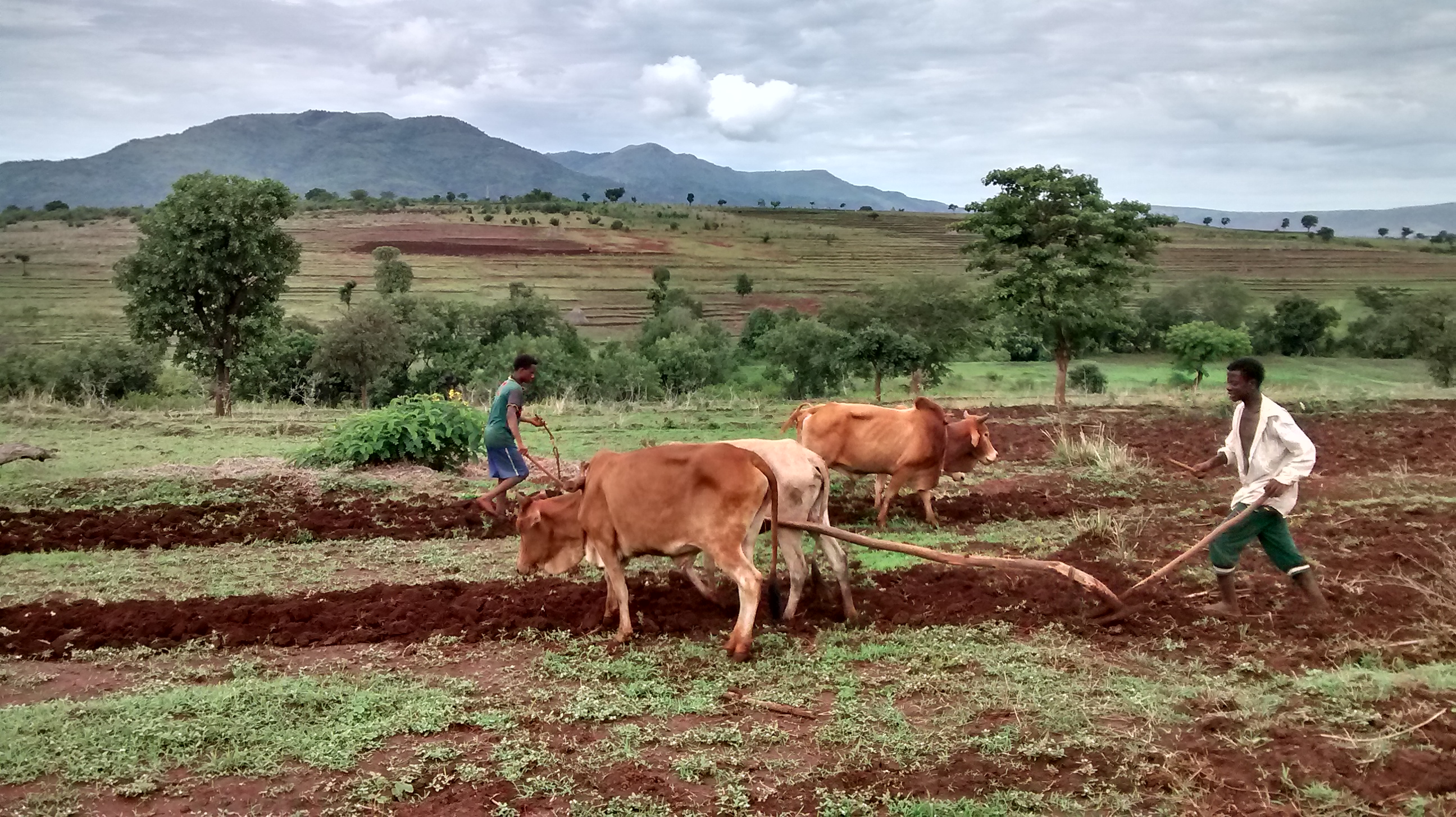 Benishangul conflict spurred by investment, land titling, rumors - Ethiopia Insight