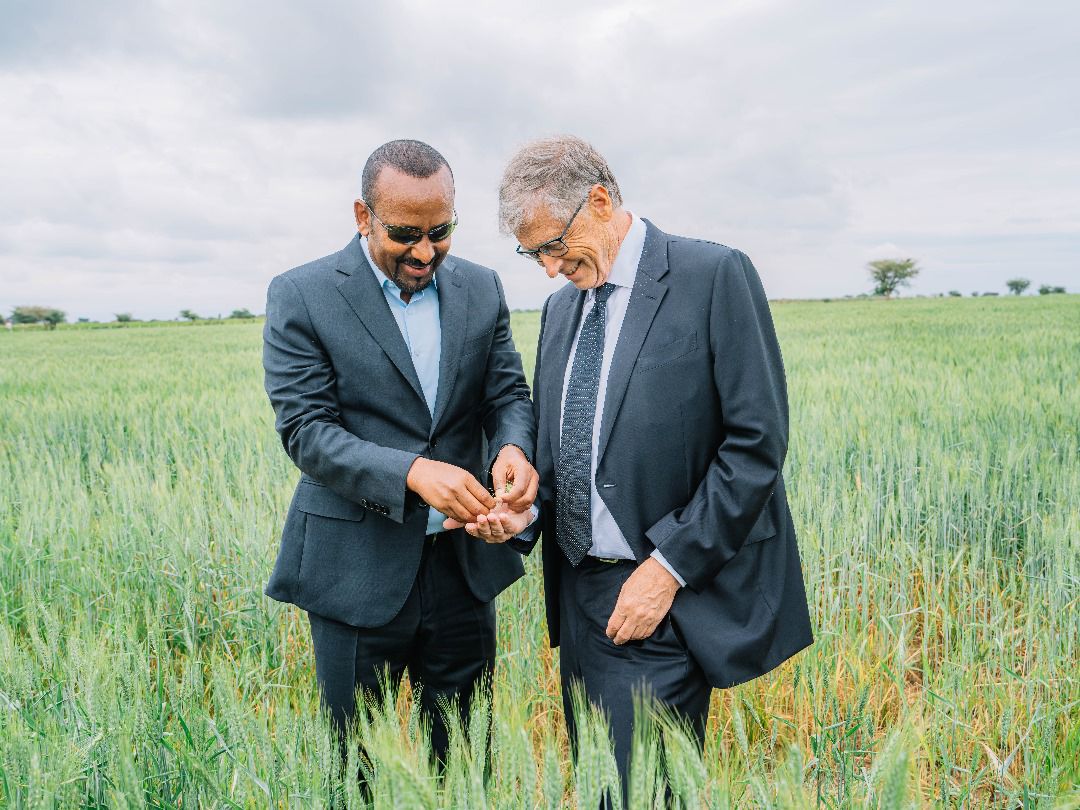 Bill Gates's praise of Ethiopia's wheat farming progress, his renewed call for GMO adoption - Ethiopia Observer