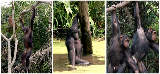 3chimps - Hominoid Psychology Research Group