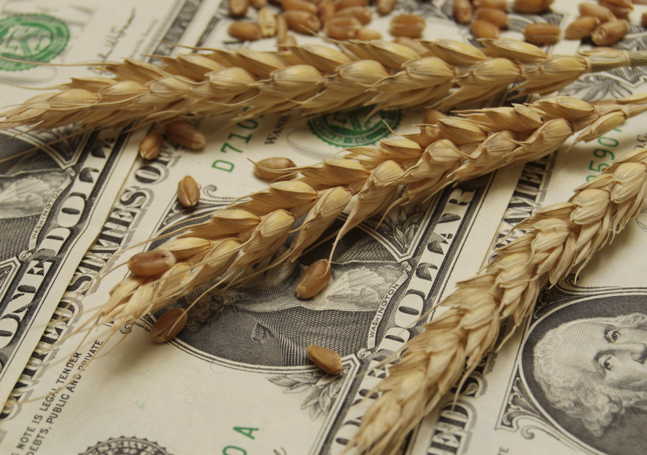 Fair and Competitive Markets for Family Farmers & Our Food
