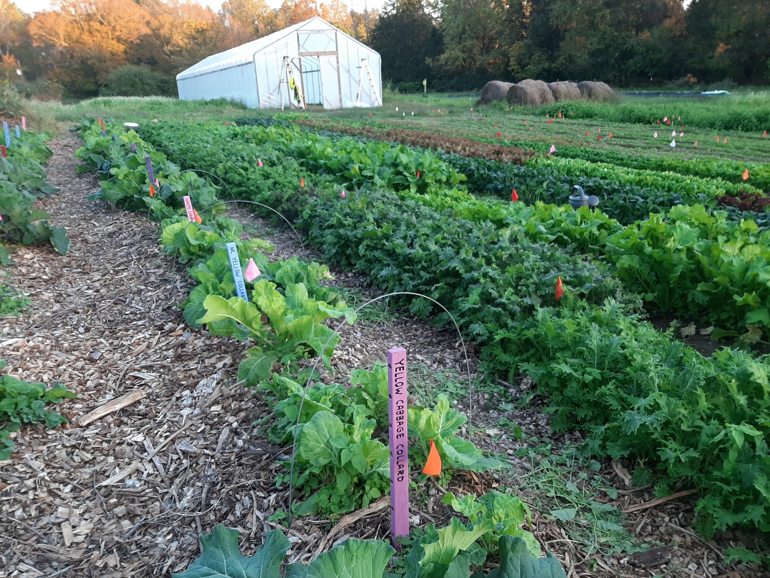 Ira Wallace on Farming in Community – Farm Aid