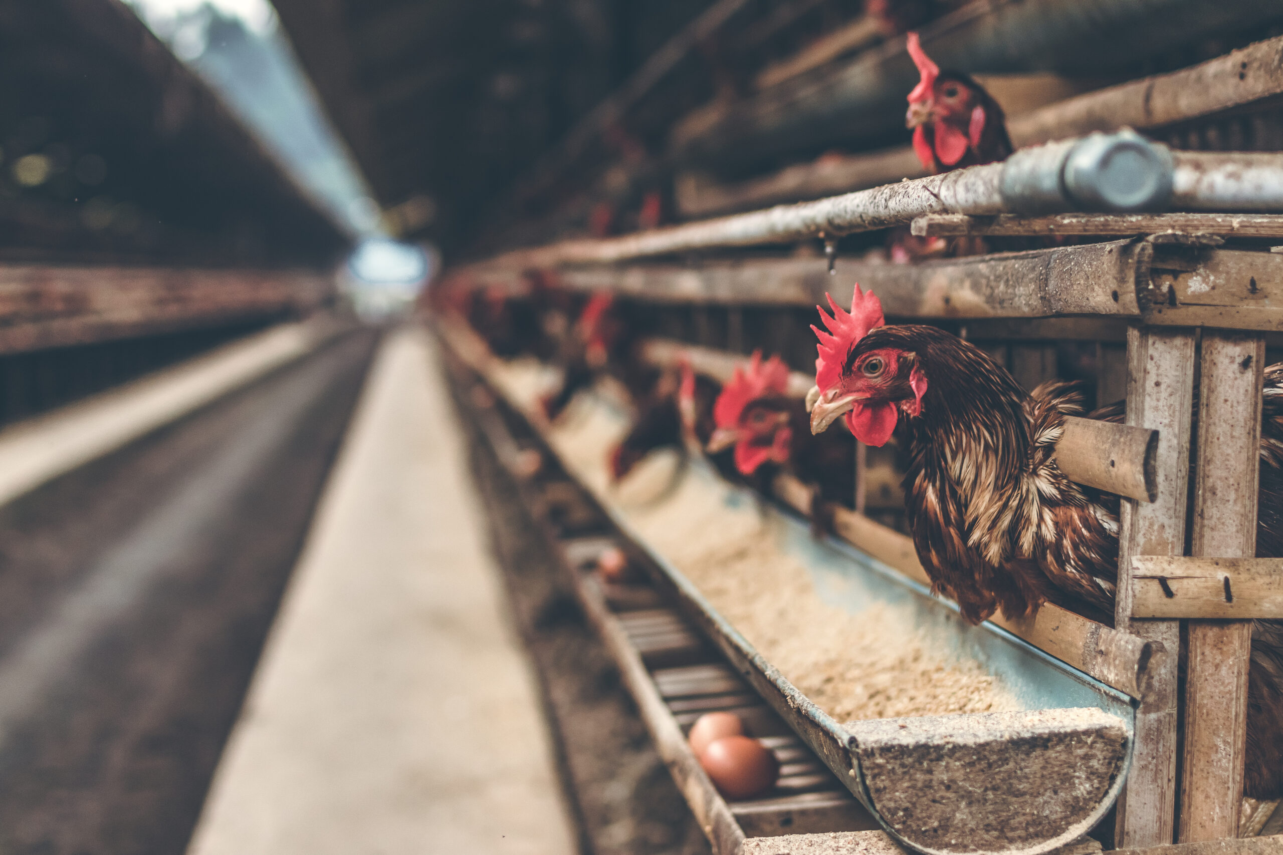 Packers and Stockyards Act Under Threat, Again – Farm Aid