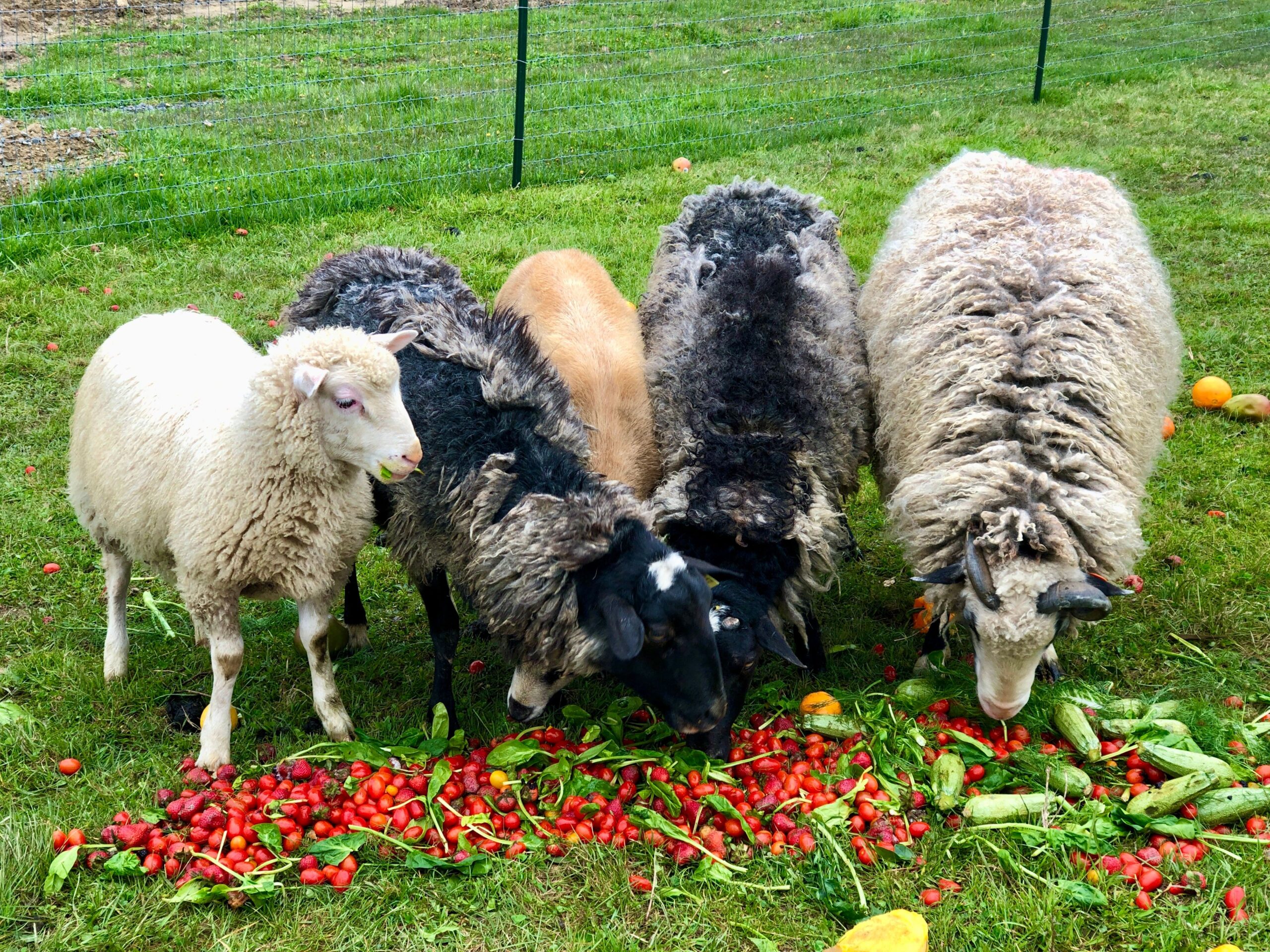 Soft Wool, Strong Roots: The story of our limited edition wool beanies – Farm Aid