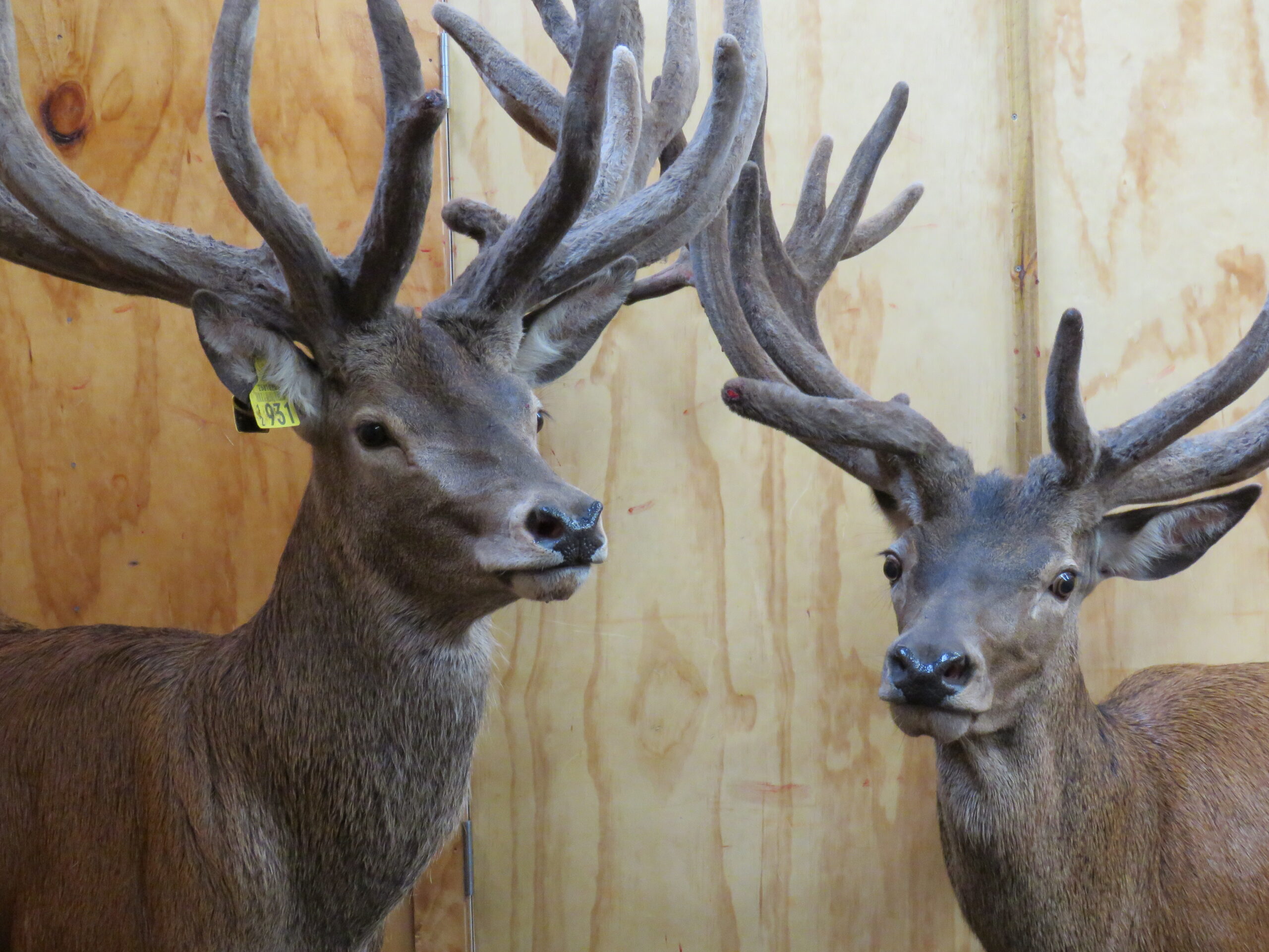 Boost for NZ deer velvet in Korean product launch