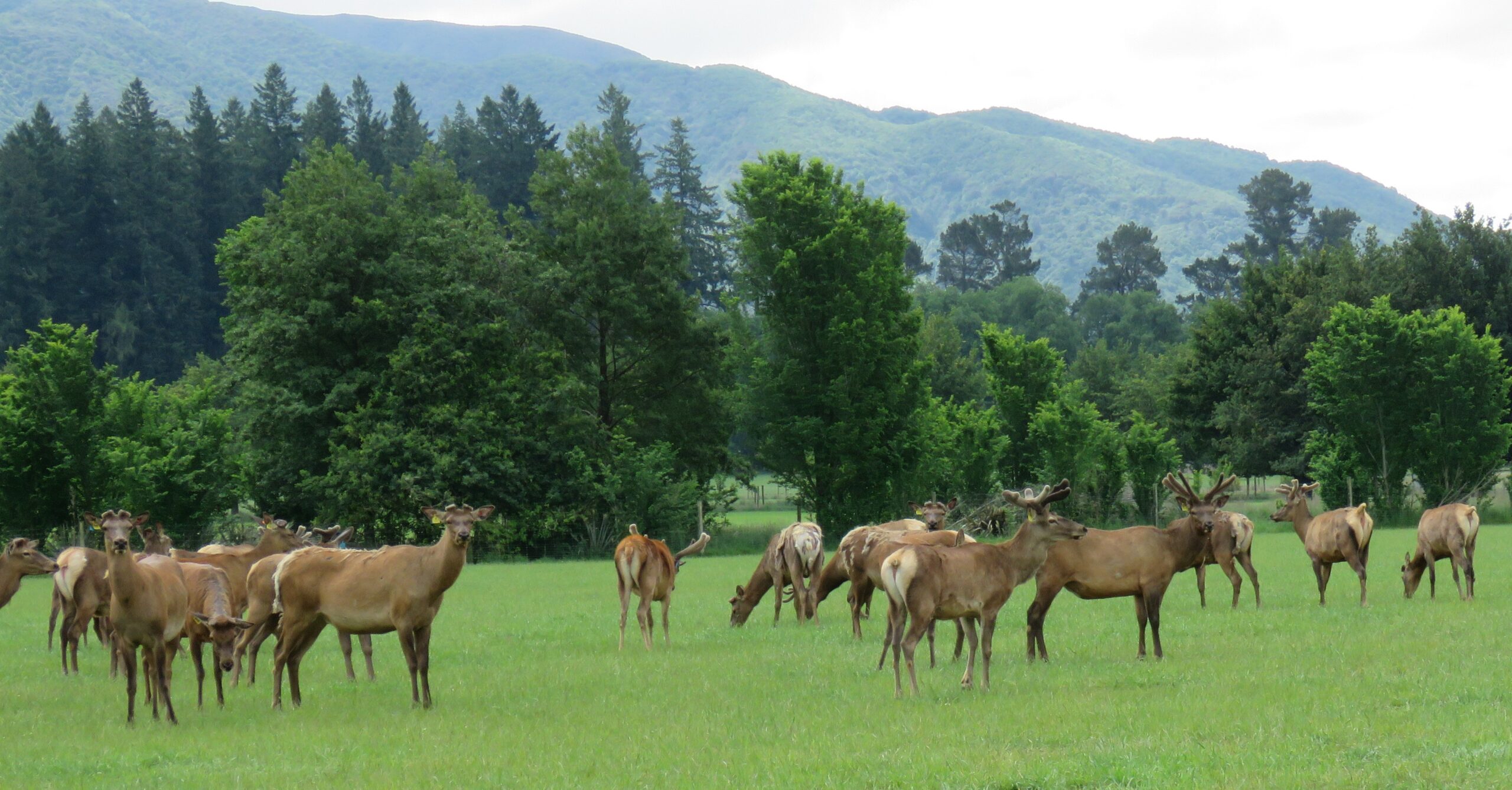 Deer sector showing ‘cautious optimism’, says DINZ