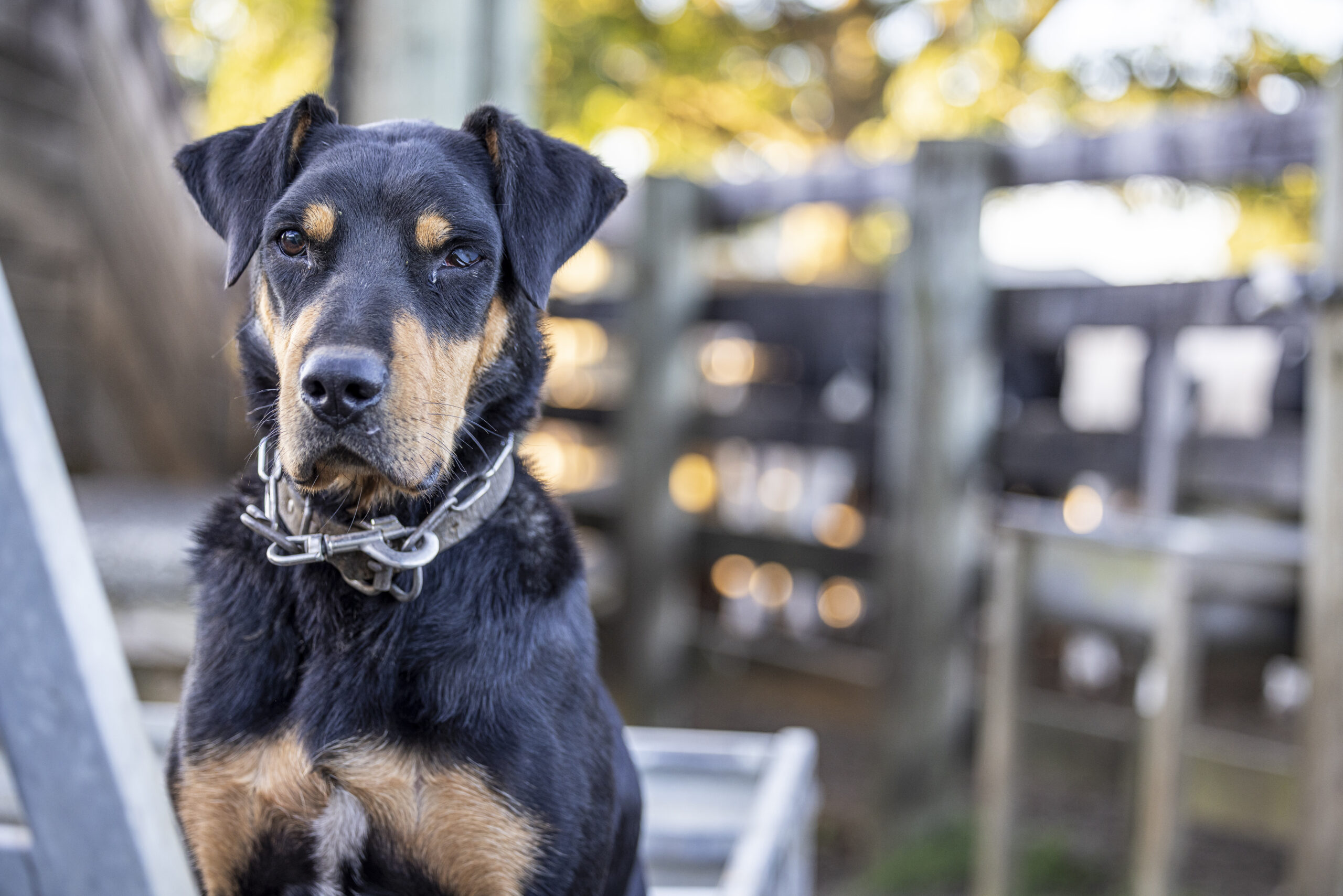 Dog laws need more bite – but not for farm dogs