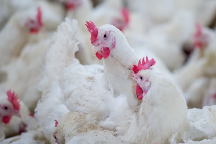 KFC boosts British chicken spend to almost £100m a year - FarmingUK News