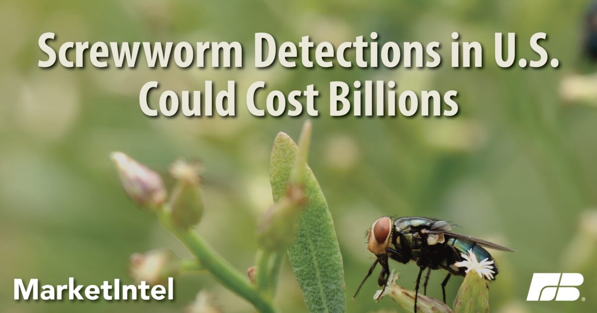 New World Screwworm Moves Beyond Containment Threshold | Market Intel | American Farm Bureau Federation