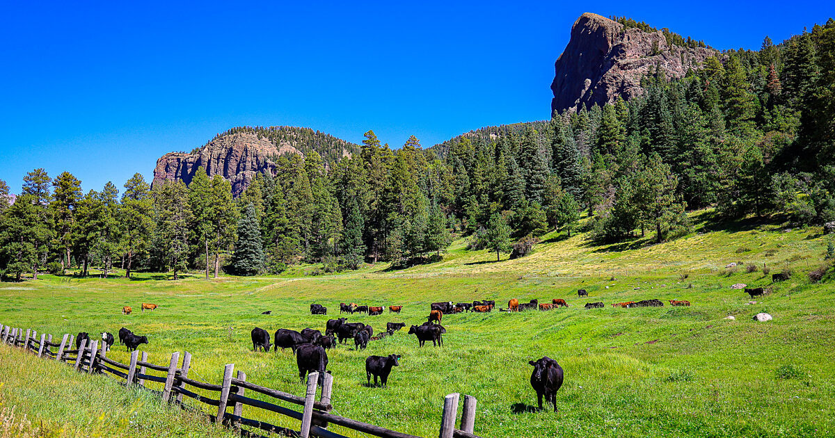 Public Lands Grazing Vital to the Rural West | Market Intel | American Farm Bureau Federation