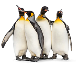 Press Release: Result of referendum remains clear 10 years on – The Falkland Islands Association