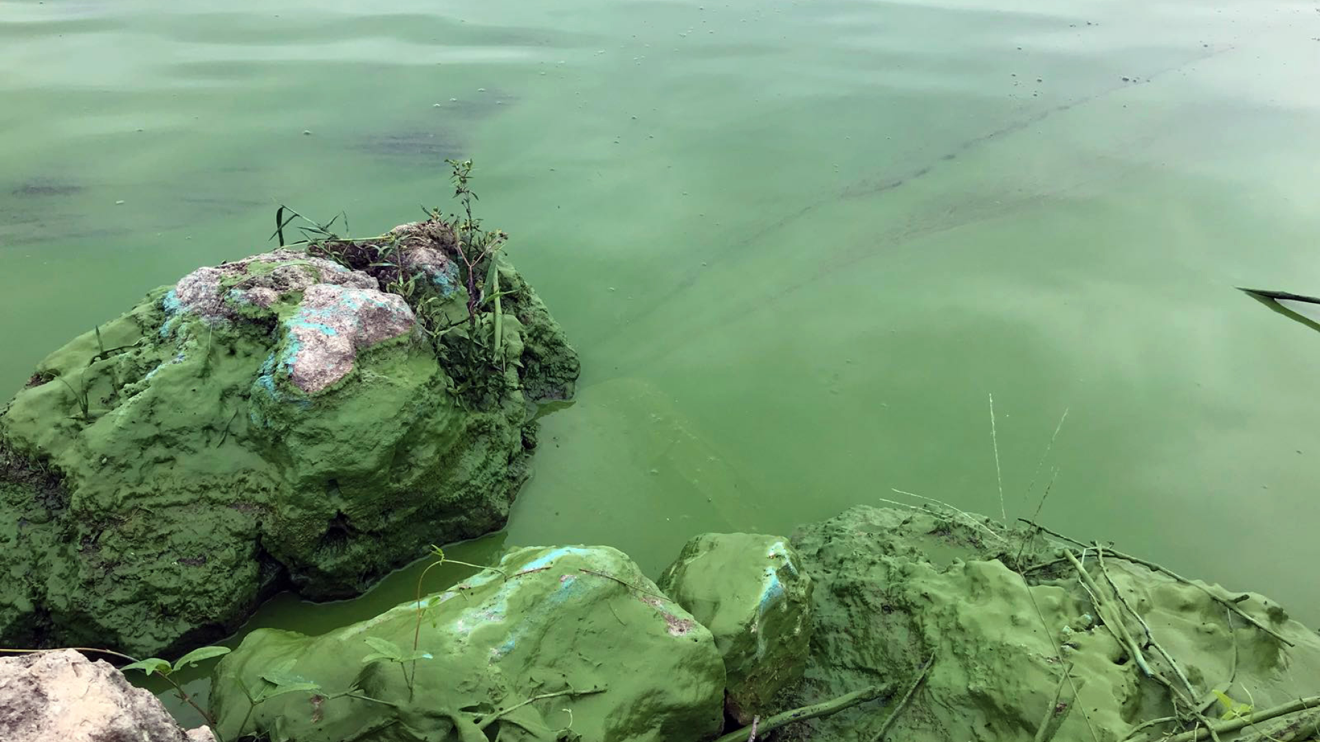 2023 Florida Blue-Green Algae State of the Science Symposium - Florida Sea Grant
