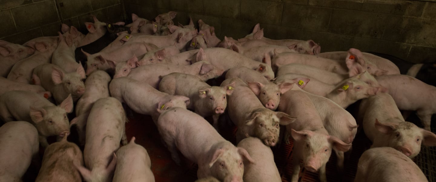 The EATS Act: Lawmakers’ Big Gift to Big Ag in this Farm Bill