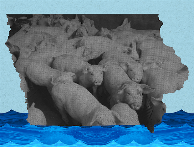 The Devastating Toll of Factory Farm Water Pollution in Iowa