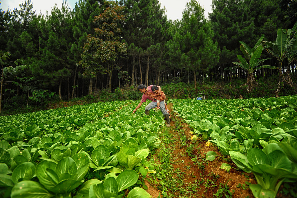 Role of forests in SDGs takes center stage at UN - CIFOR-ICRAF Forests News