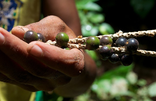 Will there be enough food? Thoughts on the IPCC WGII report - CIFOR-ICRAF Forests News