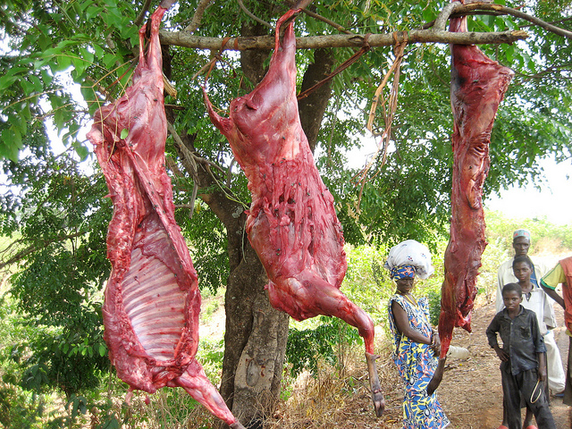 Ebola and bushmeat in Africa: Q&A with leading researcher - CIFOR-ICRAF Forests News