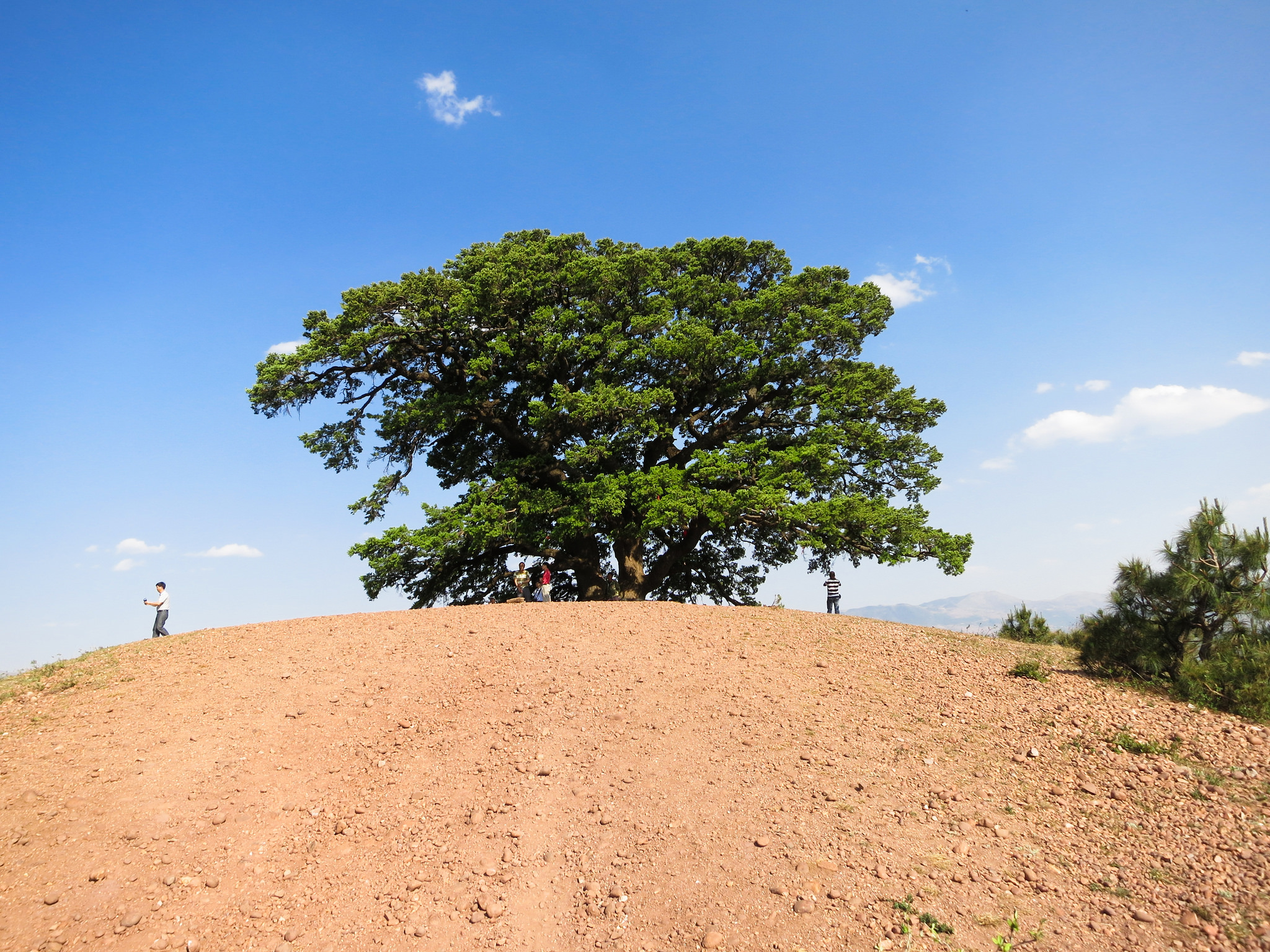 ‘Grain for green’: How China is swapping farmland for forest - CIFOR-ICRAF Forests News