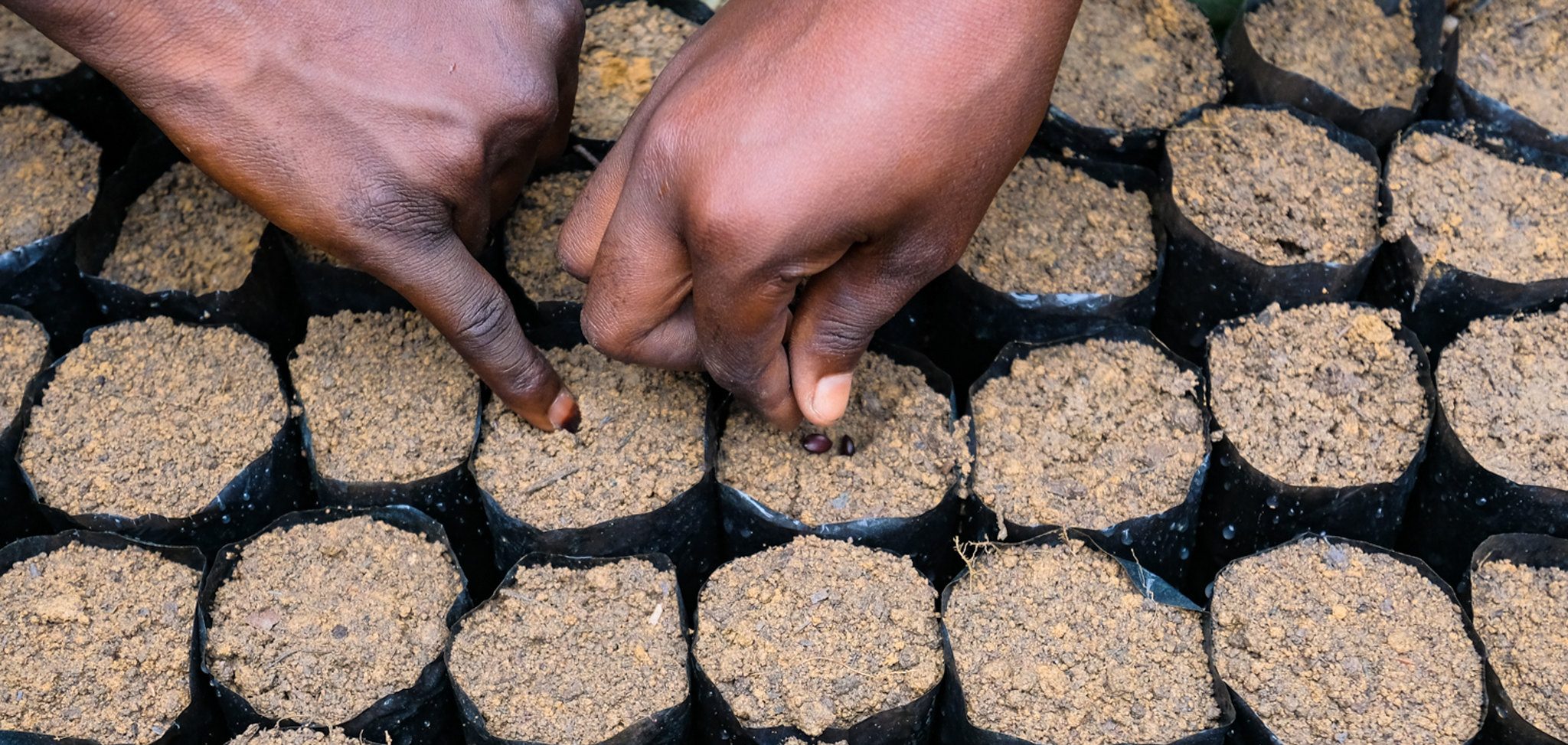 Long-term finance and quality tree seed in Africa key to restoration