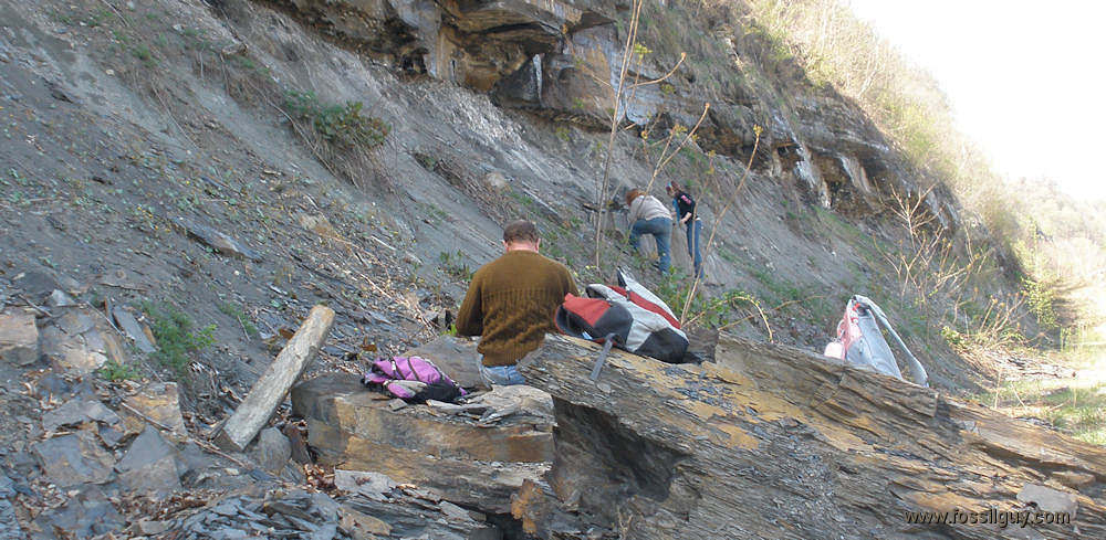 Fossilguy.com: Carboniferous Fossil Hunting Site Near Pittsburgh, PA