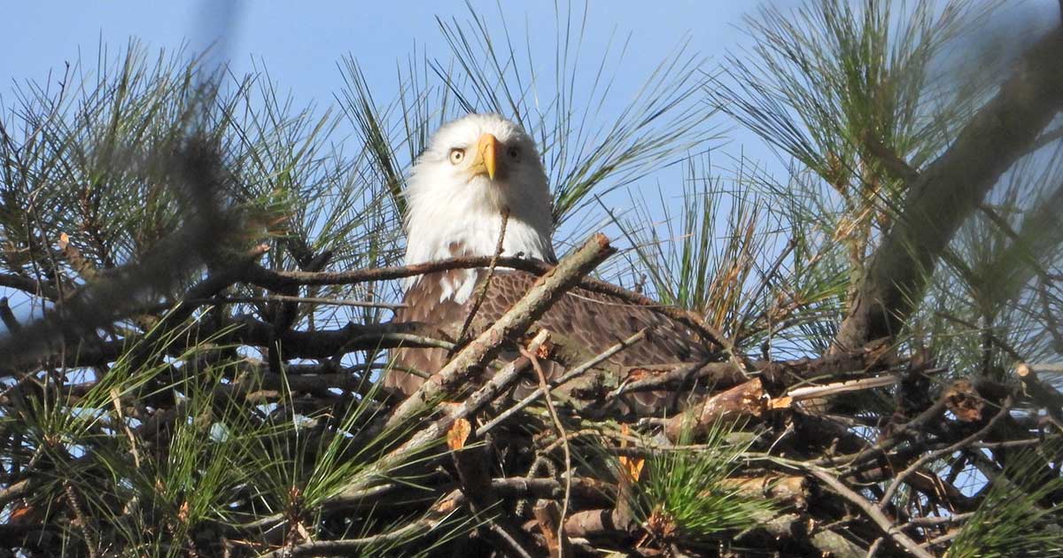 Eagle Cam | Friends of Blackwater NWR
