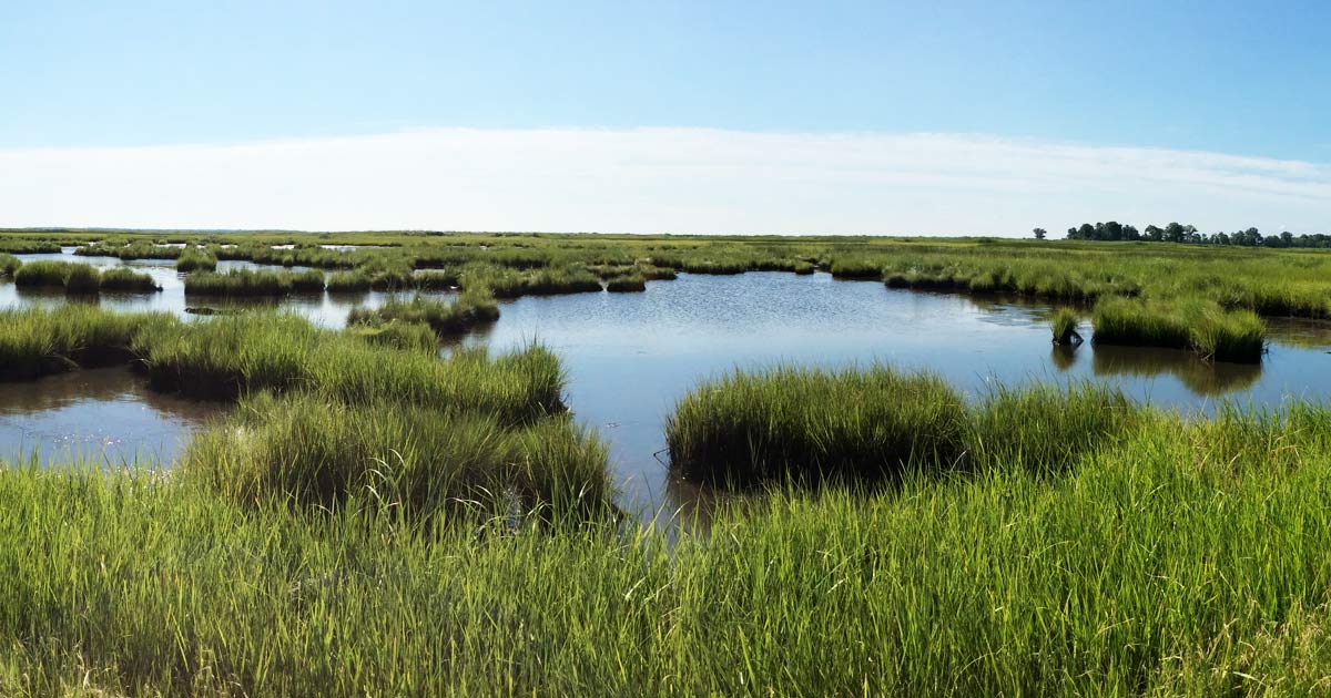 Join/Renew or Donate to the Friends | Friends of Blackwater NWR