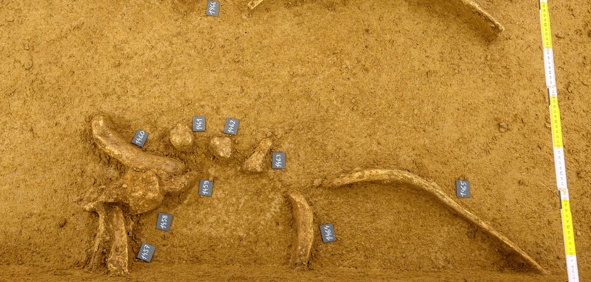 Archäologischer Fund: Menschen aßen offenbar Hunde - Futurezone