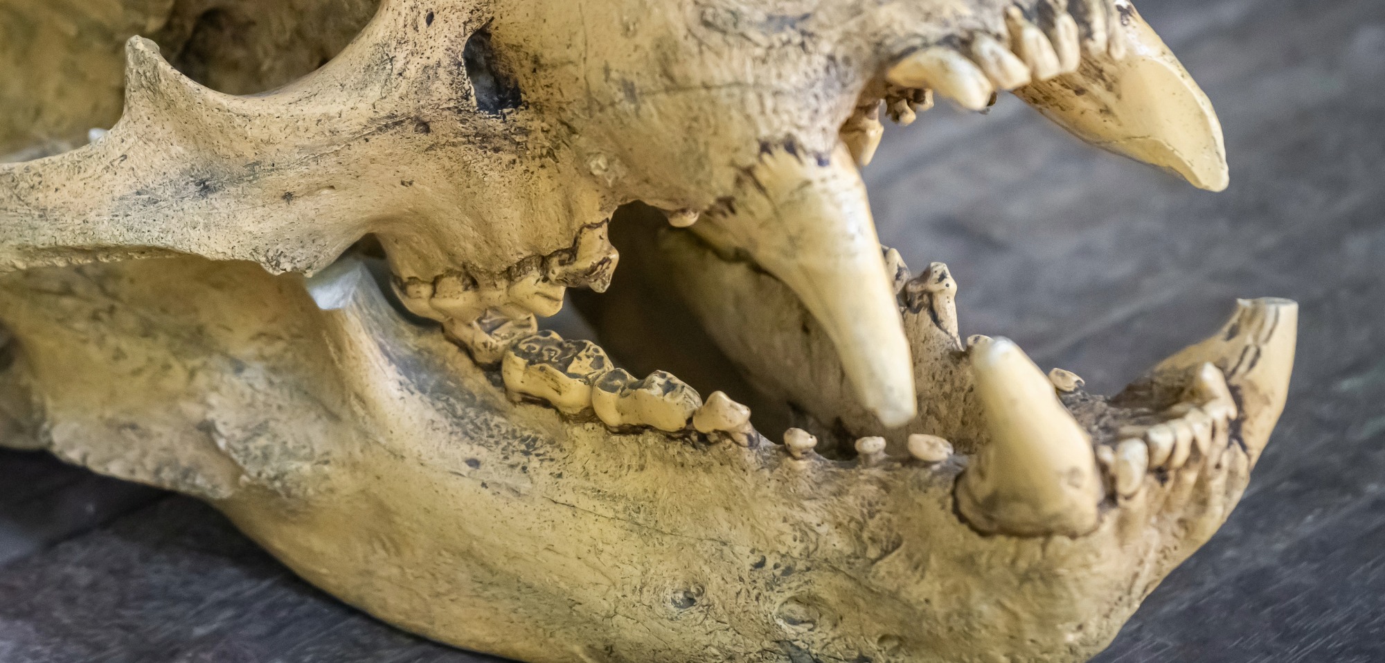 Paläontologie: Vielfraßkiefer in England entdeckt - Futurezone