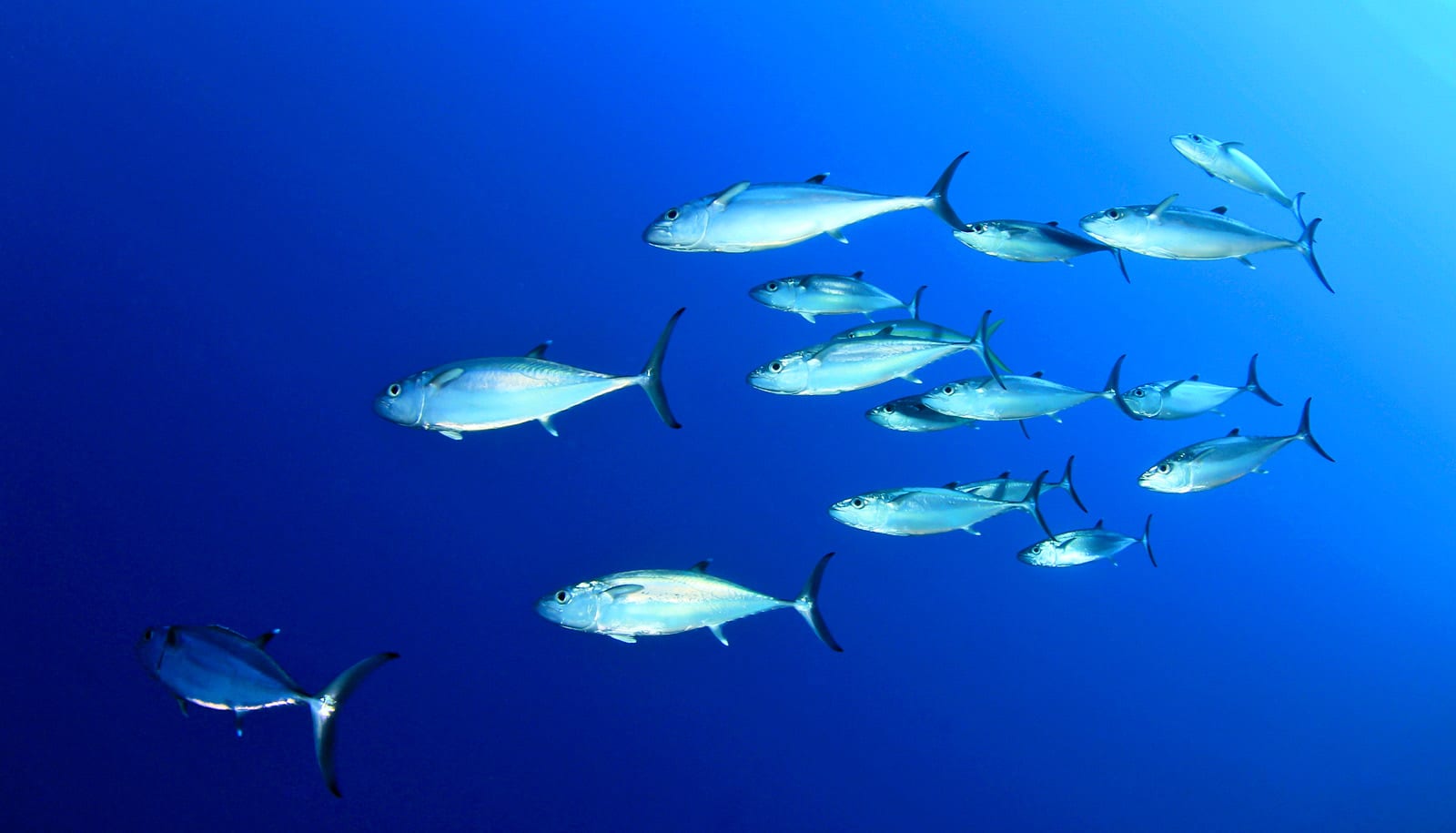 This crude oil ingredient hurts tuna hearts - Futurity