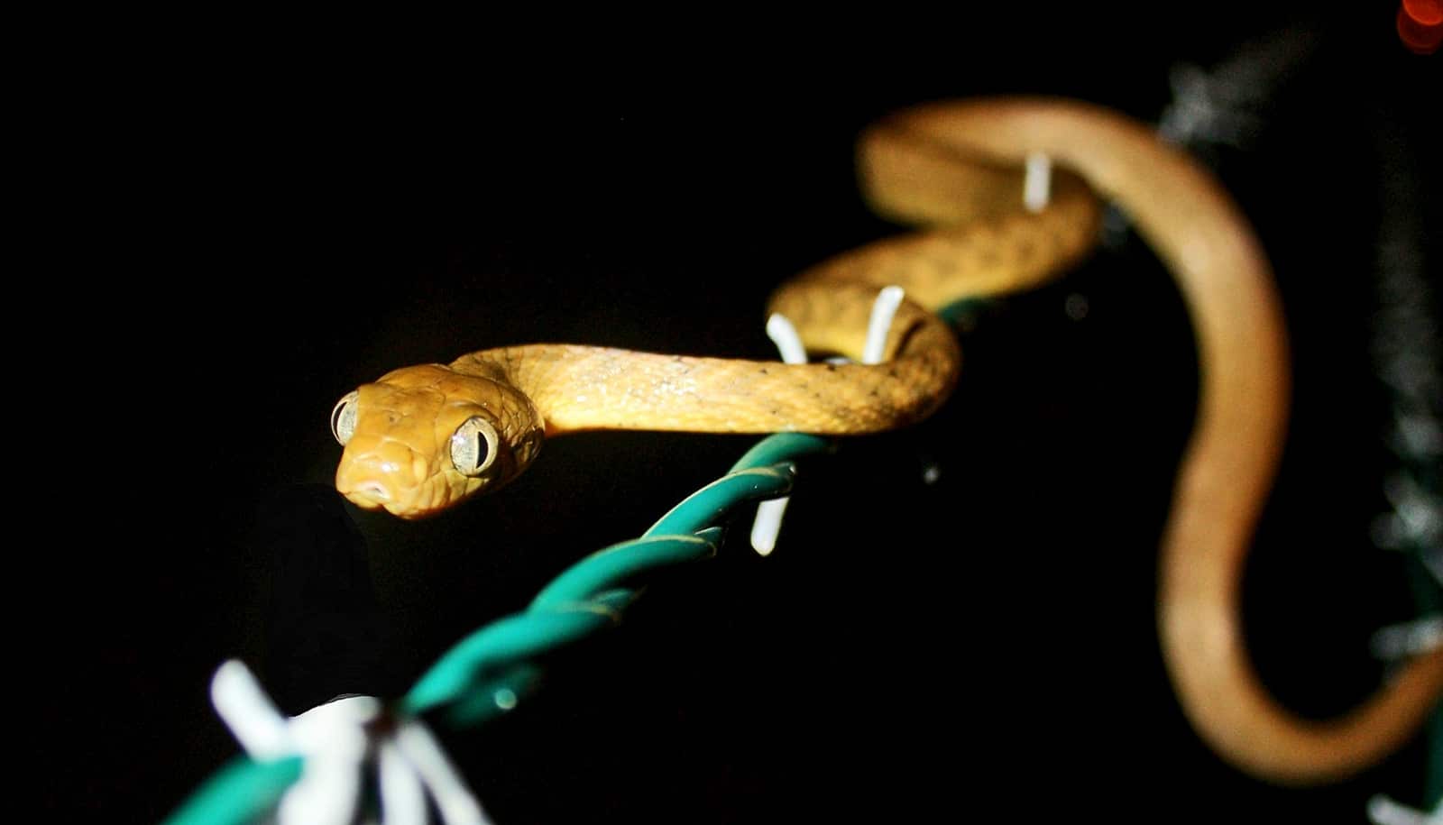 How these bird-killing snakes can change a forest - Futurity
