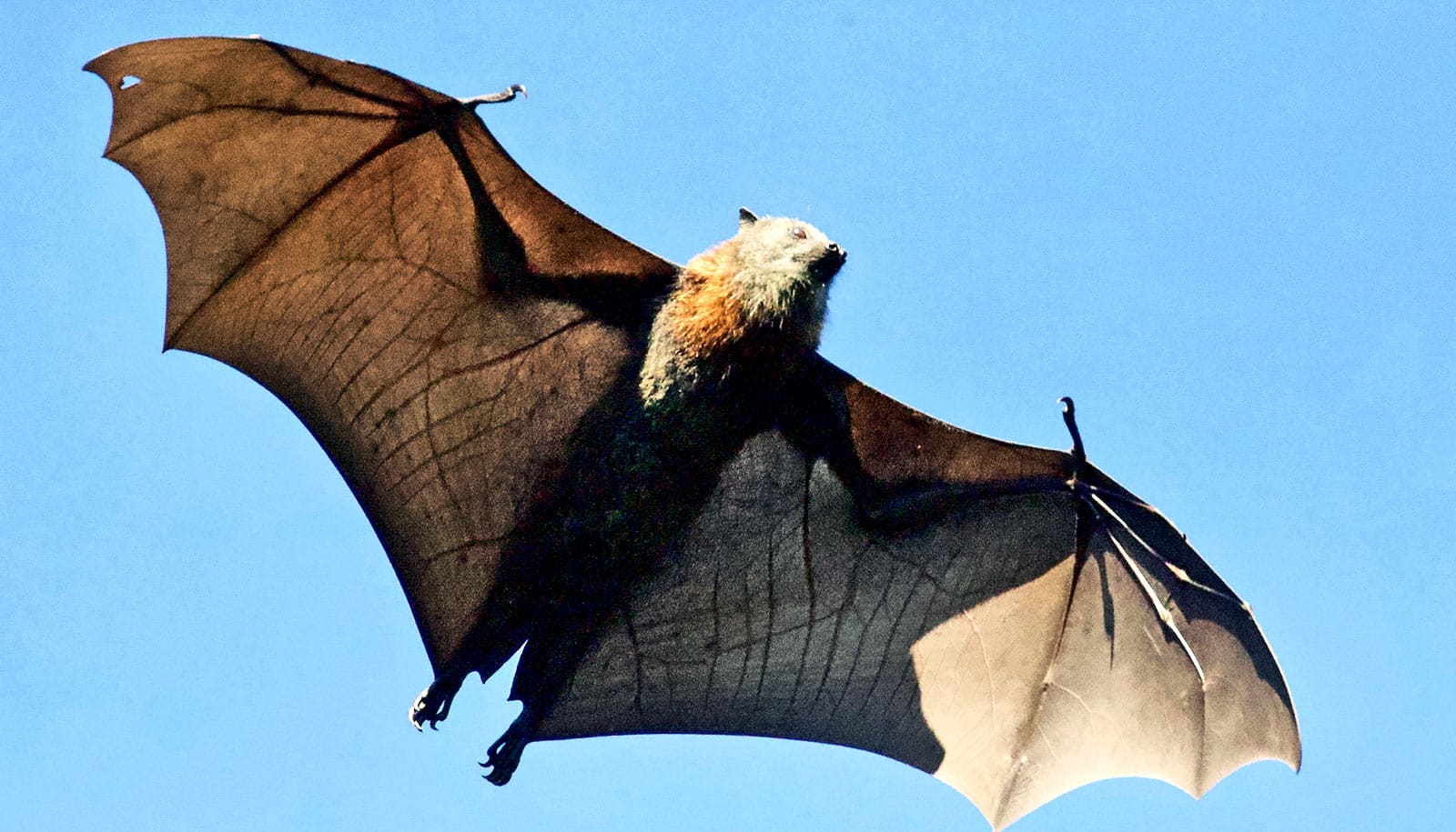 Can cancer defense in bats lead to better chemo? - Futurity