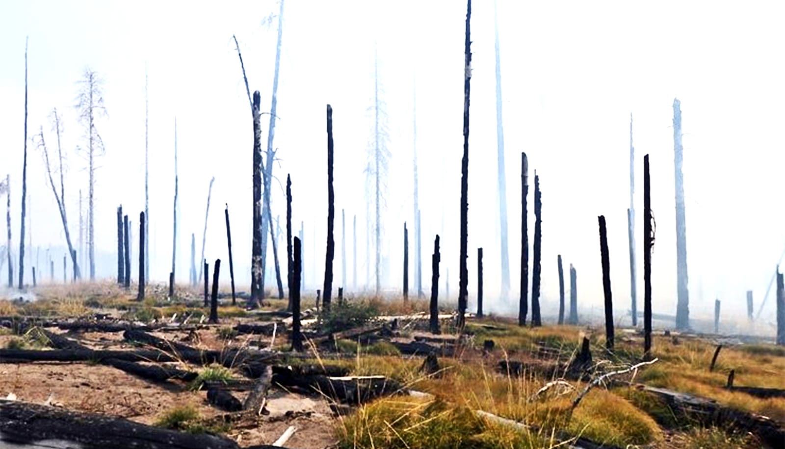 Climate change may spark more Pacific Northwest wildfires - Futurity
