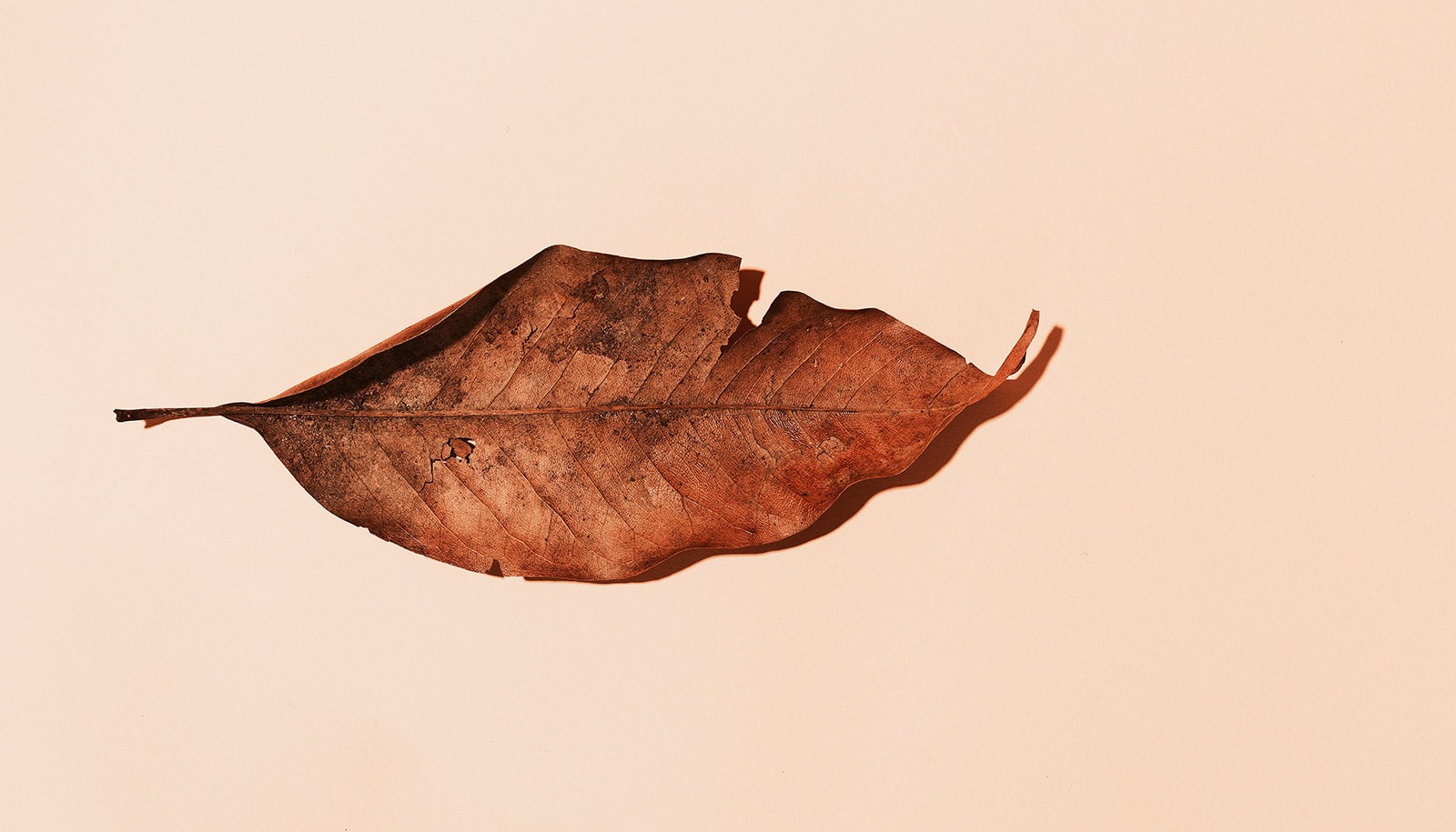 We may have caused 2 degrees of warming already - Futurity