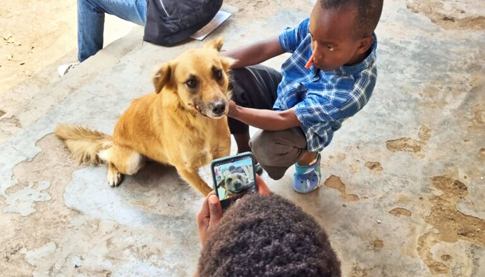 Dog facial recognition app may improve rabies vax efforts - Futurity