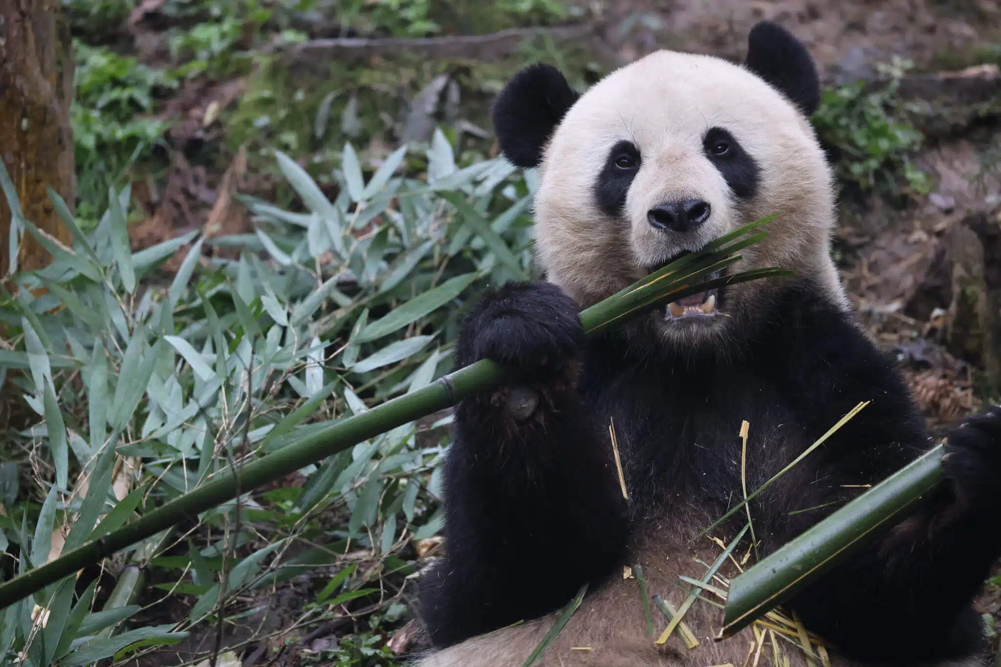 Giant Panda Global