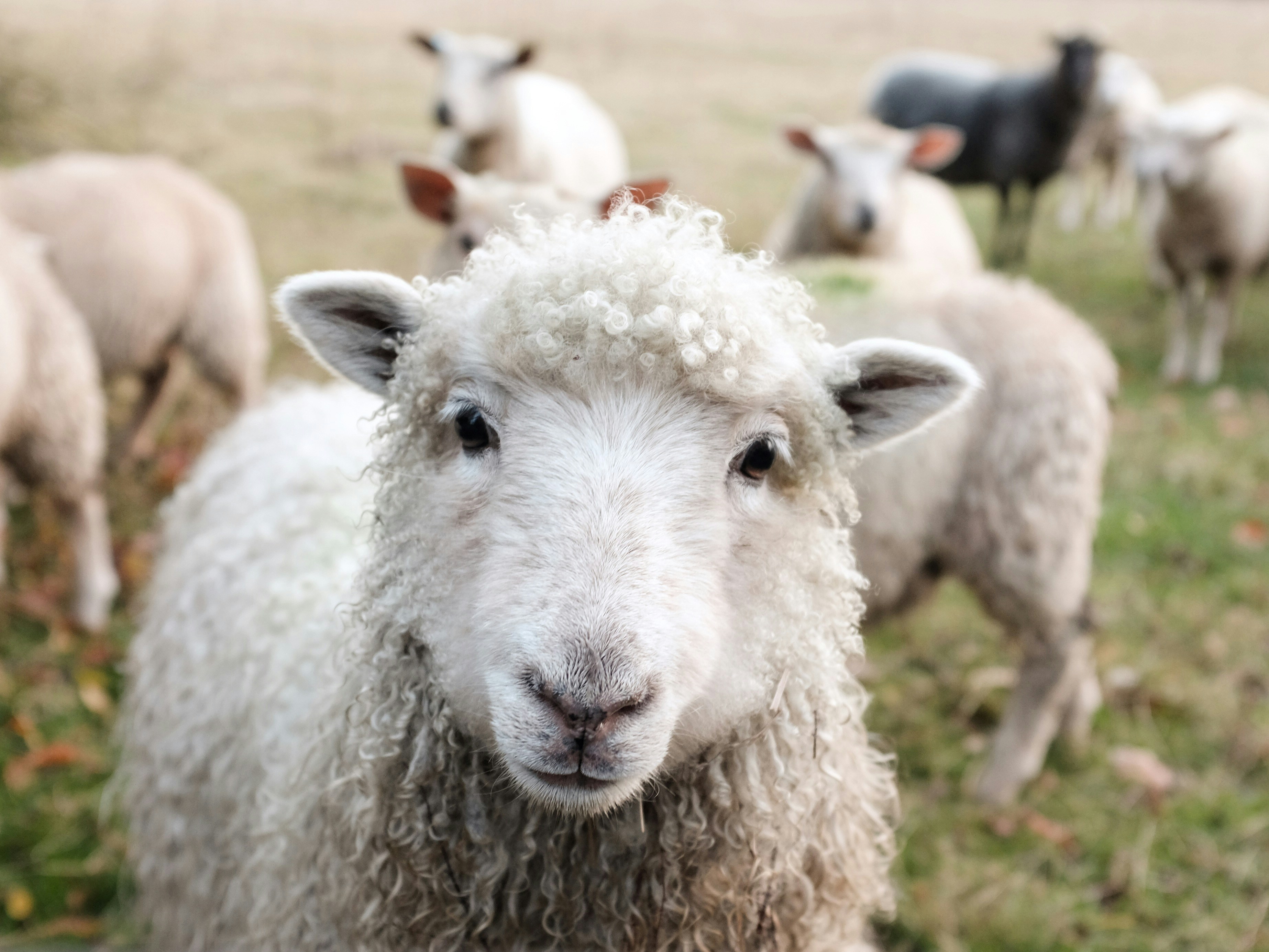 How to Promote and Fundraise for Your Animal Advocacy Nonprofit